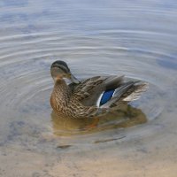 * * :: Алёна Савина