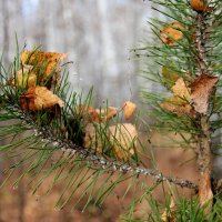 Осенний день :: victor Lion