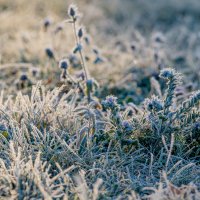 Морозная Осень.... :: Sergey (Apg)