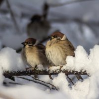 Холодно. :: Александр 