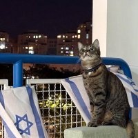 Иерусалимский кот :: Елена 