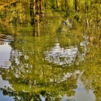 .. всплеск рыбы на отражении в пруду.. :: galalog galalog