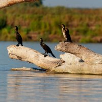 Бакланят! :: Вячеслав Алтай Бакланят! :: Вячеслав Алтай