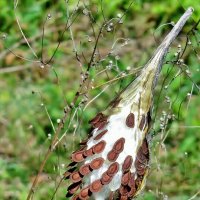 ..удивительная семенная "коробочка" ватника сирийского.. :: galalog galalog