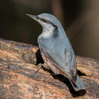 Поползень. :: Nik Lovec