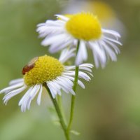 Мелколепестник, фруктовая мушка дрозофила :: Надежда Куркина 