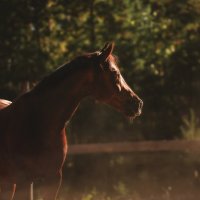 Миттельшпиль :: Кристина Щукина