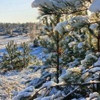 На опушке леса. :: Михаил Колосов 