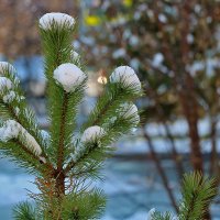 15 ноября :: Светлана 