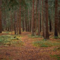 Пронизано солнцем :: fogmeadowww m