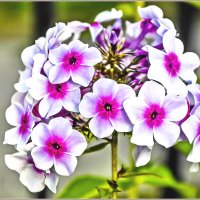 Про лето и цветы :: Aquarius - Сергей