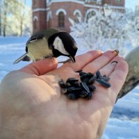 Синица и поползень :: Сапсан 