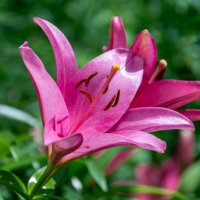 *** :: Виктор Иванович Чернюк *** :: Виктор Иванович Чернюк