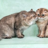 Сладкая парочка :: Светлана Ищенко