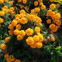 Цветы. :: Владимир Драгунский