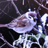 Воробей удивлён снегом :: Людмила Смородинская