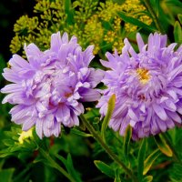 Парочка. :: nadyasilyuk Вознюк Парочка. :: nadyasilyuk Вознюк