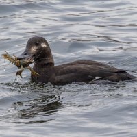 турпан. :: юрий макаров турпан. :: юрий макаров