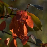 Яркие краски уходящей осени :: Анастасия Ильина