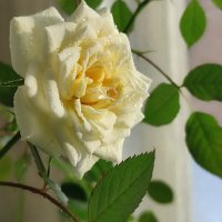 Сегодня на окне :: Валентина Богатко 