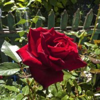 Алая  роза :: Валентин Семчишин