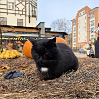 В городе котов и кошек. :: Валерия Комова
