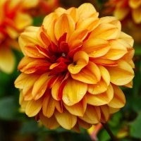 Доброе утро :: Юрий. Шмаков