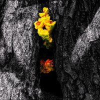 ---Art of nature--- :: AL Reborn 