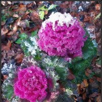 Декоративная капуста в саду :: Ольга Довженко Декоративная капуста в саду :: Ольга Довженко