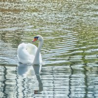 (°-°) :: Jakob Dick