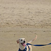 Моя любимая собака Хелли :: Владислав Воровский 