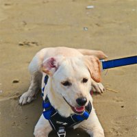 Моя любимая собака Хелли :: Владислав Воровский 