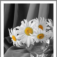 Ещё  раз  про   ромашки... :: Галина Кузьмина