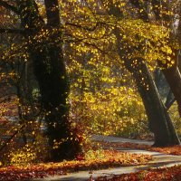 Золотые листья ноября :: Юрий. Шмаков