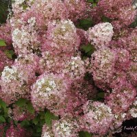 Гортензия :: Freddy 97