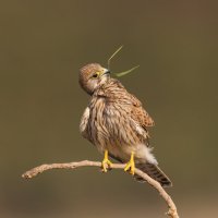 *** :: Евгений Фруман