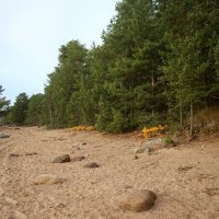 Репино :: Наталья Герасимова Репино :: Наталья Герасимова