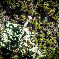 ЛИШАЙНИКИ :: HART BAD