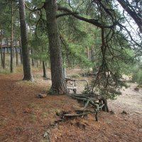 Репино :: Наталья Герасимова