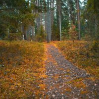 Дорожка в бору :: fogmeadowww m