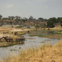 Танзания, животные пришли на водопой. :: Liliya 