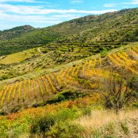 Виноградники юга Франции :: Георгий А Виноградники юга Франции :: Георгий А