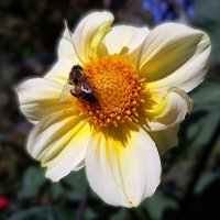 И ветер, играя  листвой, и  солнечный луч, как живой :: Hope 