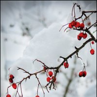 Шиповник. :: Александр 