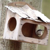 поползень на кормушке :: Сергей Владимирович Егоров