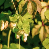 No name :: Александр Алексеев No name :: Александр Алексеев