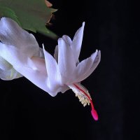 декабрист :: Игорь Kуленко