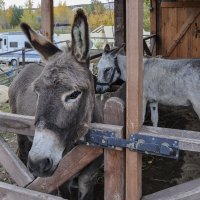 Ослик Вадик и его подруга Ева :: Татьяна Машошина