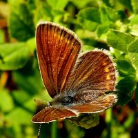 опять про бабочек...66 :: Александр Прокудин