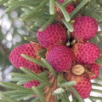 Шишечки :: Ольга Савельева 